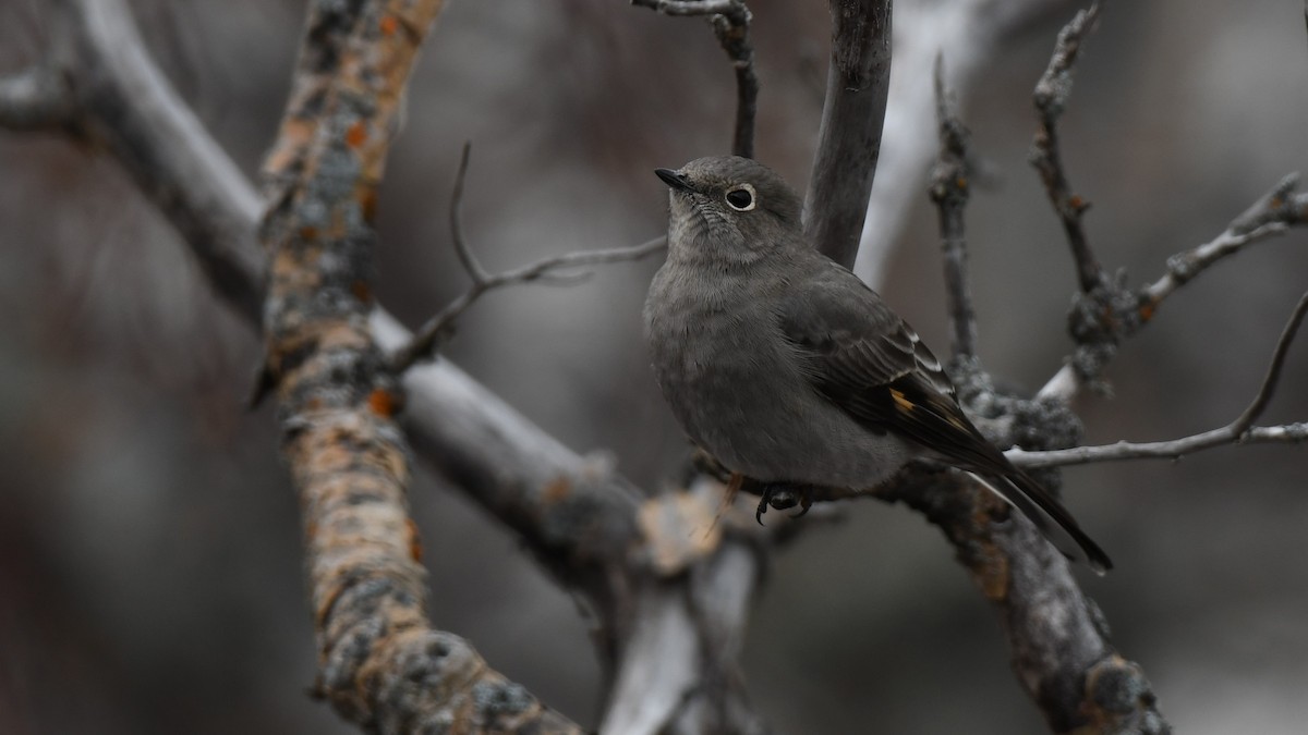 Townsend's Solitaire - ML386873131