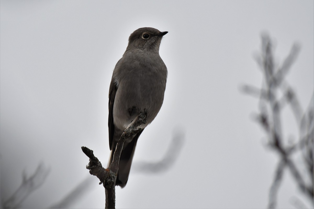 Townsend's Solitaire - ML386873151