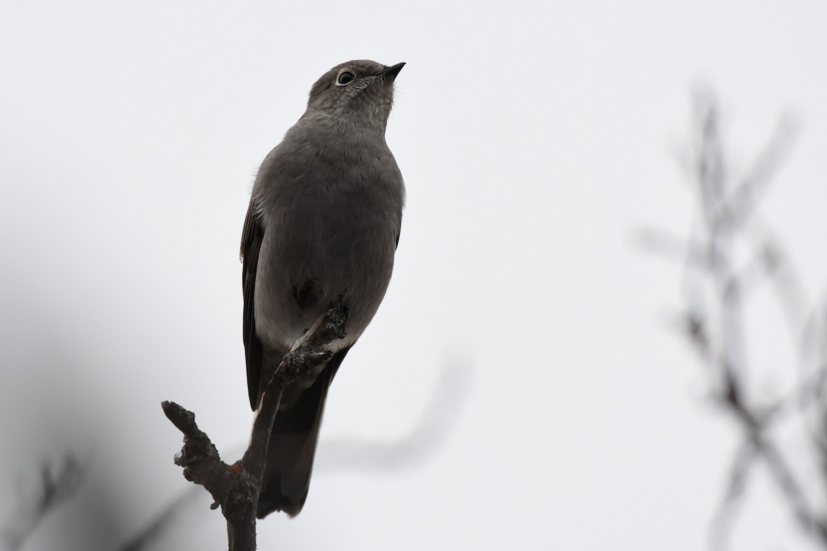 Townsend's Solitaire - ML386873171