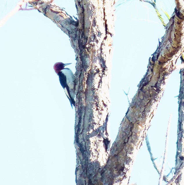 Red-headed Woodpecker - ML38687351