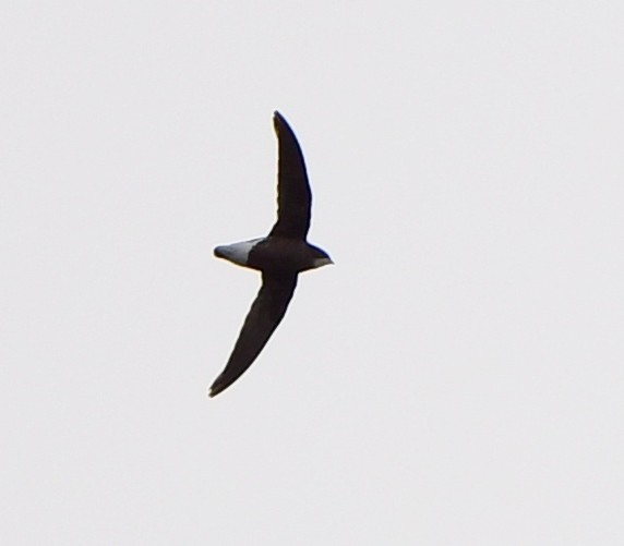 White-throated Needletail - Andy Gee