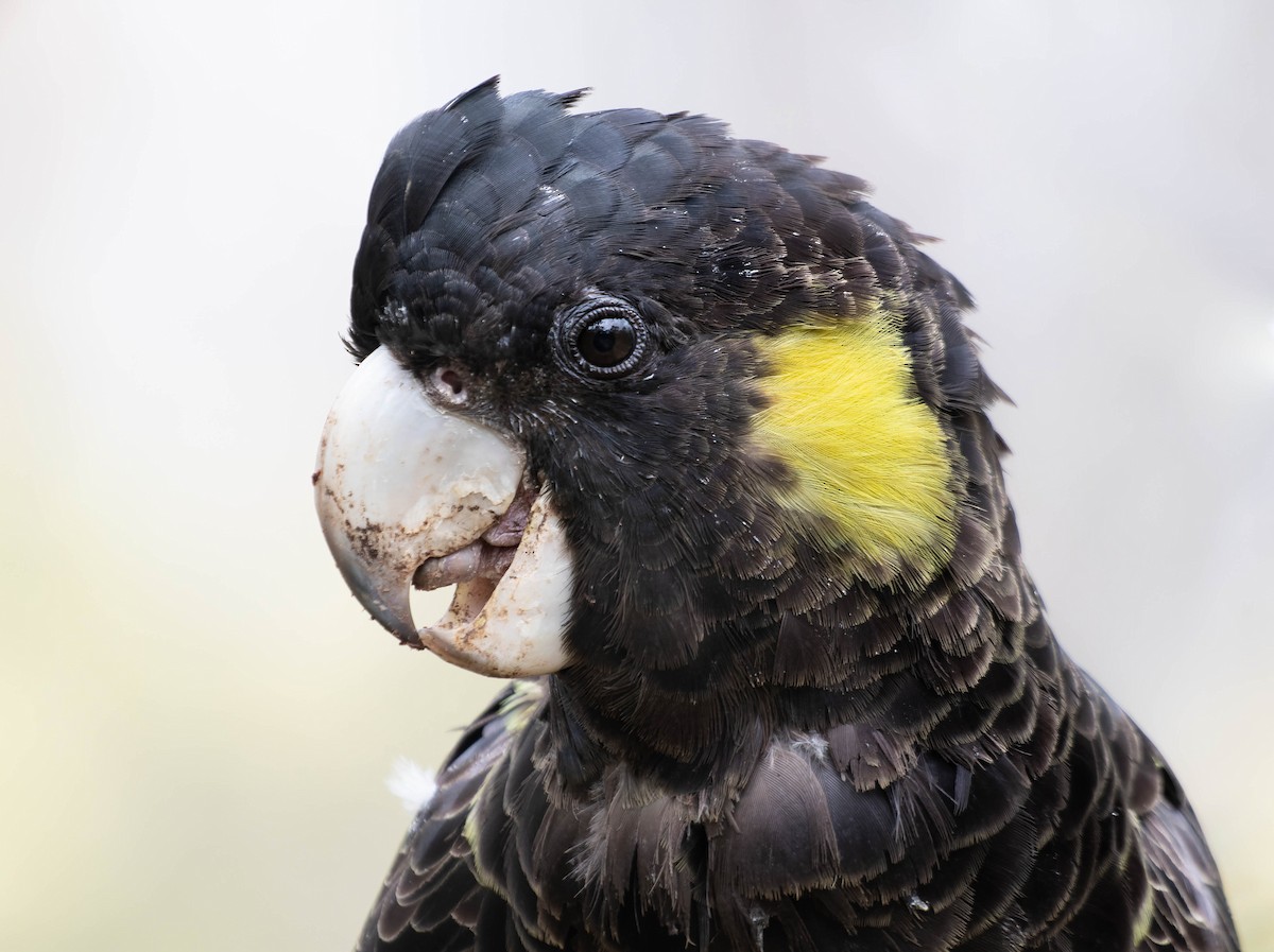 Yellow-tailed Black-Cockatoo - Zebedee Muller