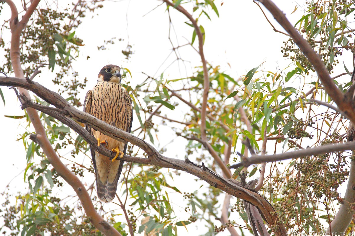 Peregrine Falcon (South American) - Valentín González Feltrup