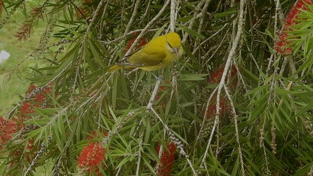 Indian Golden Oriole - ML386892551