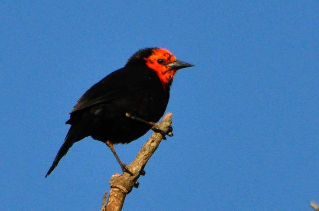 Scarlet-headed Blackbird - DEMETRIO LORIN