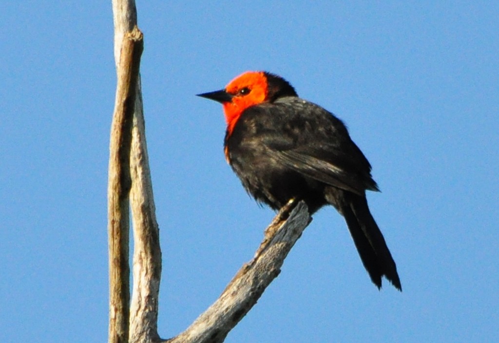 Scarlet-headed Blackbird - DEMETRIO LORIN