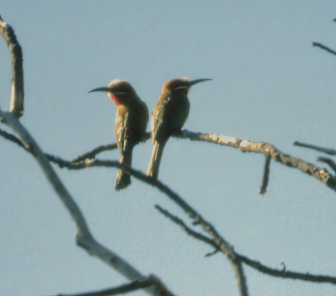 White-fronted Bee-eater - Greg Plowman
