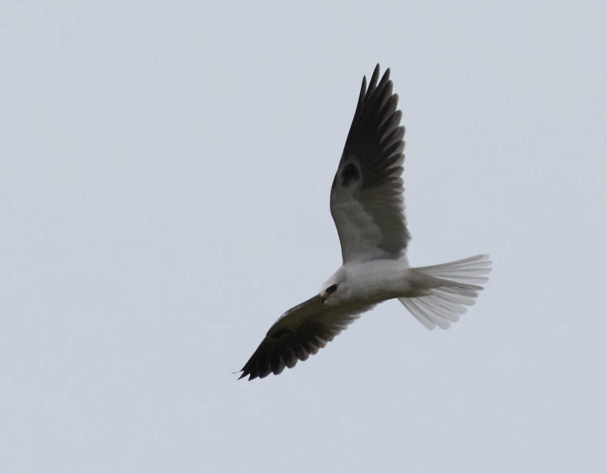 White-tailed Kite - ML38690031
