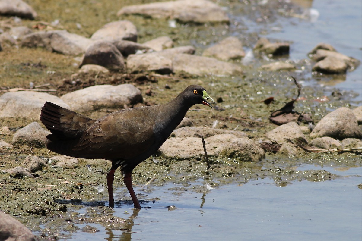 Black-tailed Nativehen - Chris Wiley