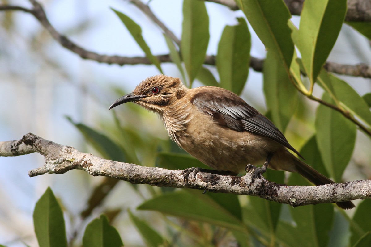 New Caledonian Friarbird - ML38690731