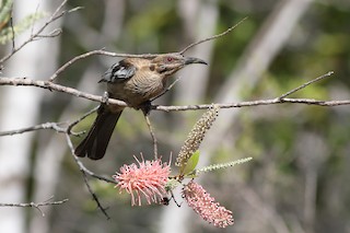  - New Caledonian Friarbird