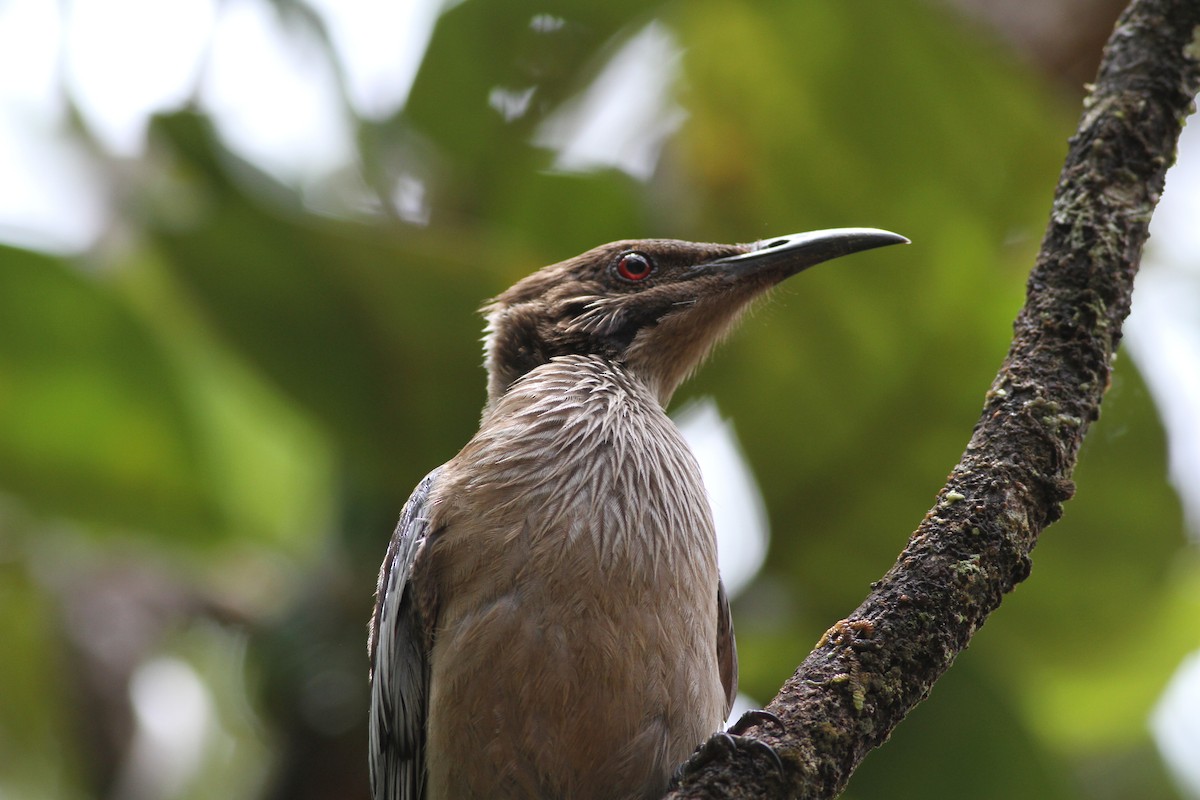 New Caledonian Friarbird - ML38690821