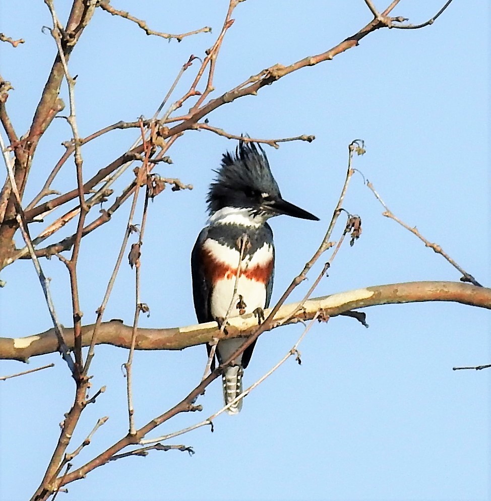 Belted Kingfisher - ML386910661