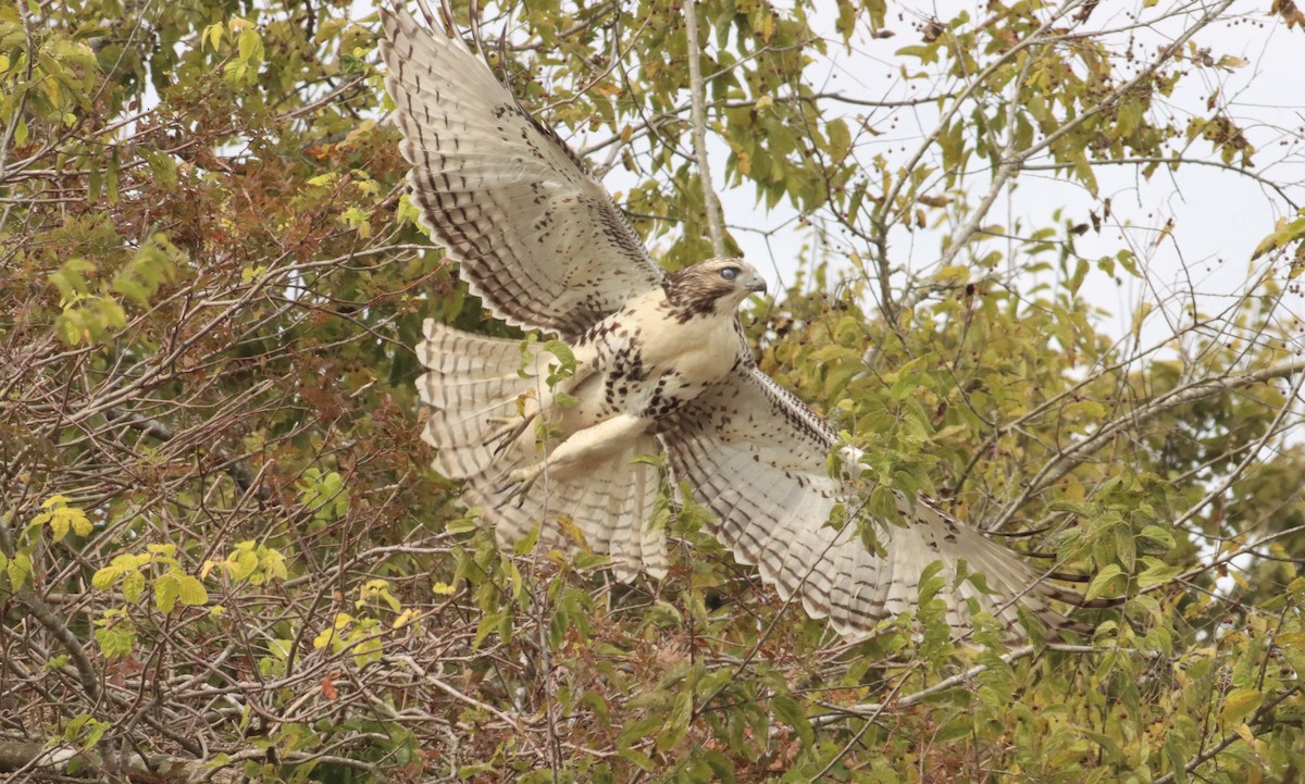 Red-tailed Hawk - Colette Micallef