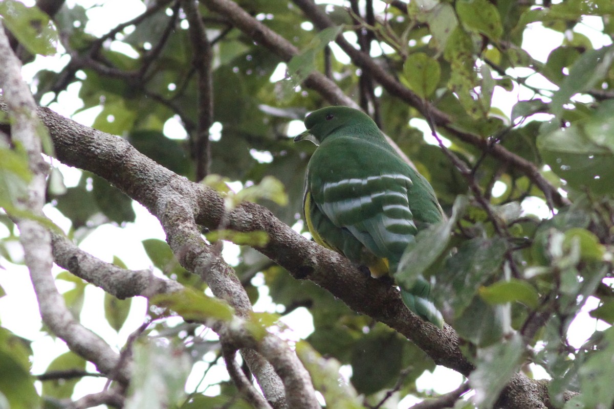 Cloven-feathered Dove - ML38691611