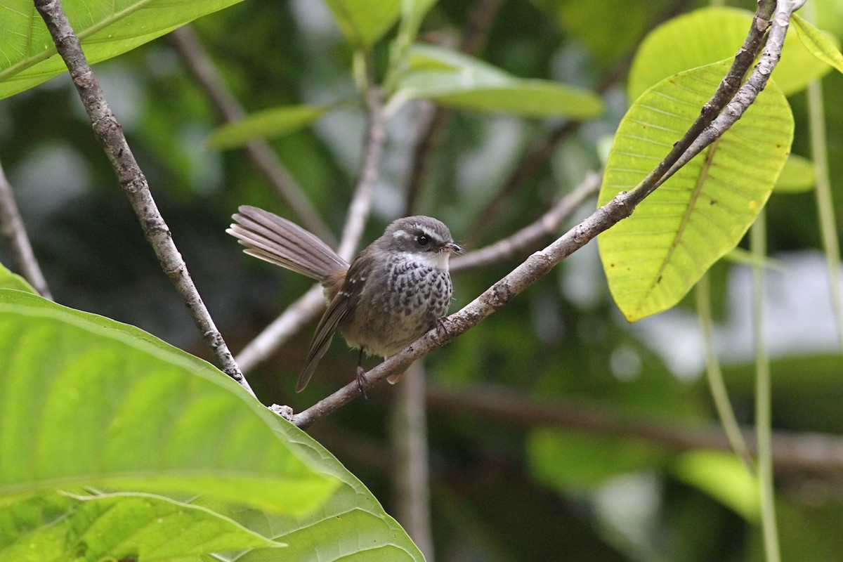 New Caledonian Streaked Fantail - ML38691661