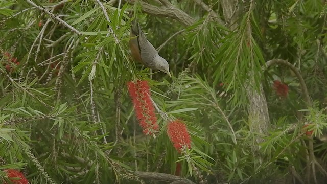 Chestnut-tailed Starling - ML386916621