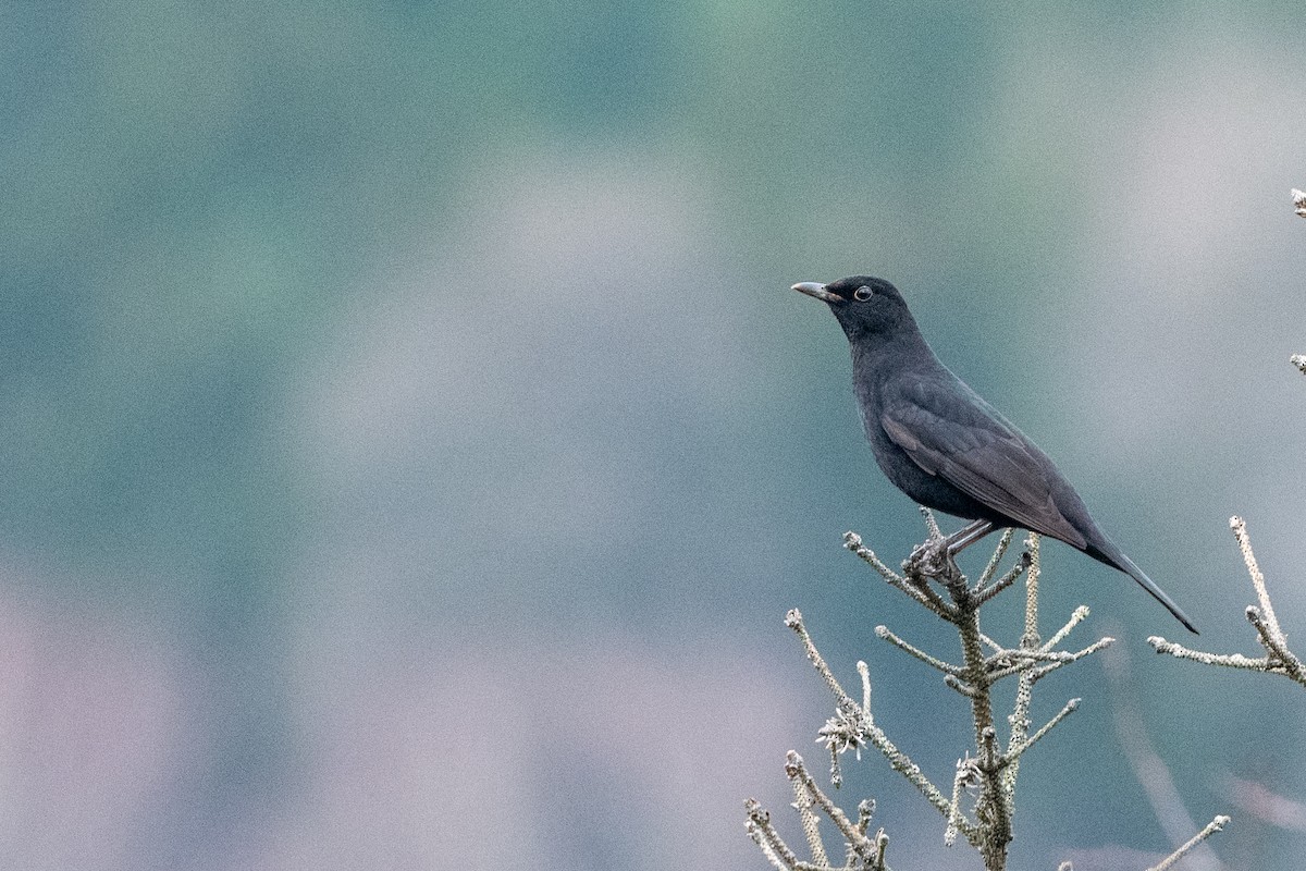 Eurasian Blackbird - Hans Norelius