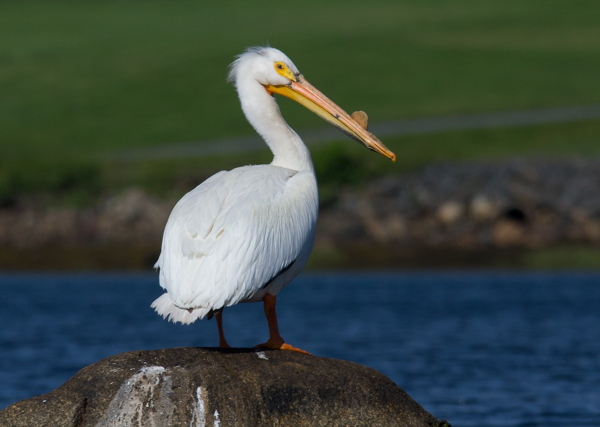 American White Pelican - Alix d'Entremont