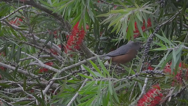 Chestnut-tailed Starling - ML386921071