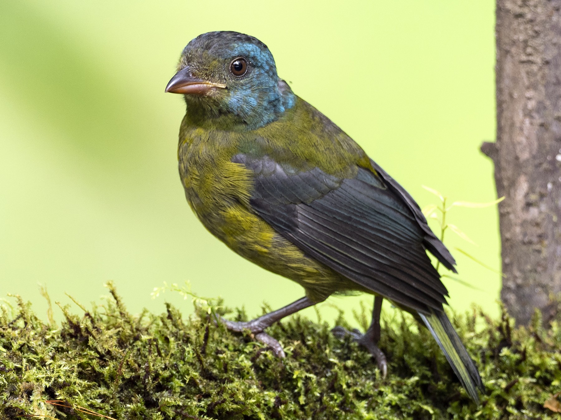 Moss-backed Tanager - Andres Vasquez Noboa