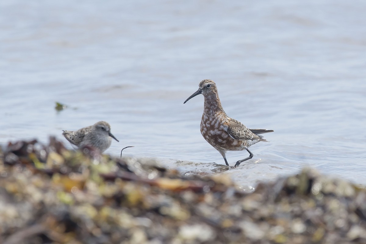 Curlew Sandpiper - Ronnie d'Entremont
