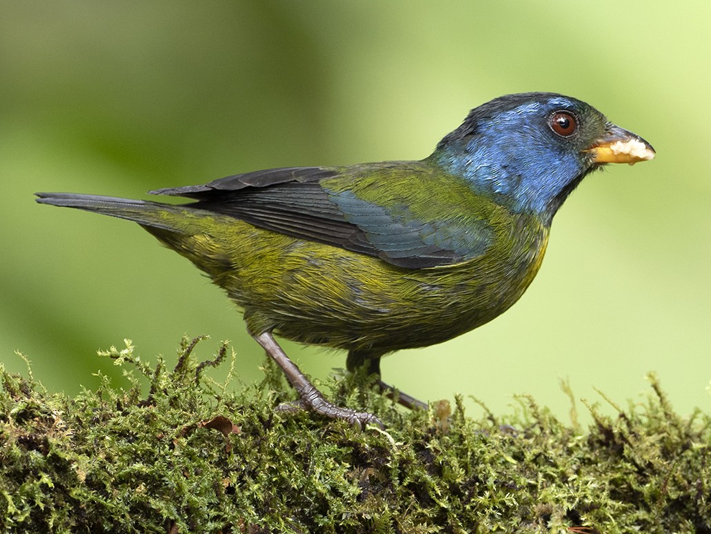 Moss-backed Tanager - Andres Vasquez Noboa