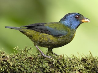  - Moss-backed Tanager