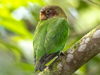 Молодая птица - Andres Vasquez Noboa - ML386923431