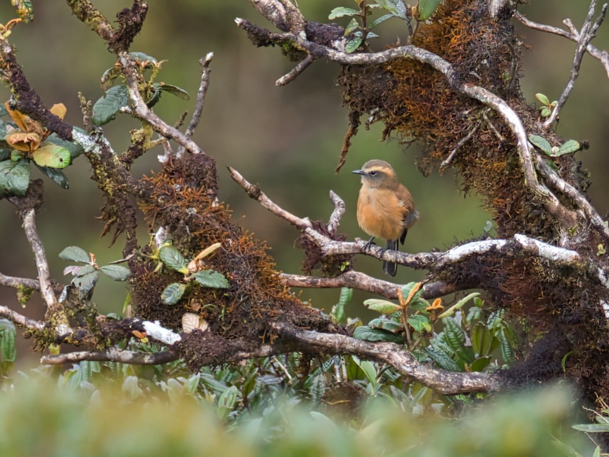 Brown-backed Chat-Tyrant - Eric Carpenter