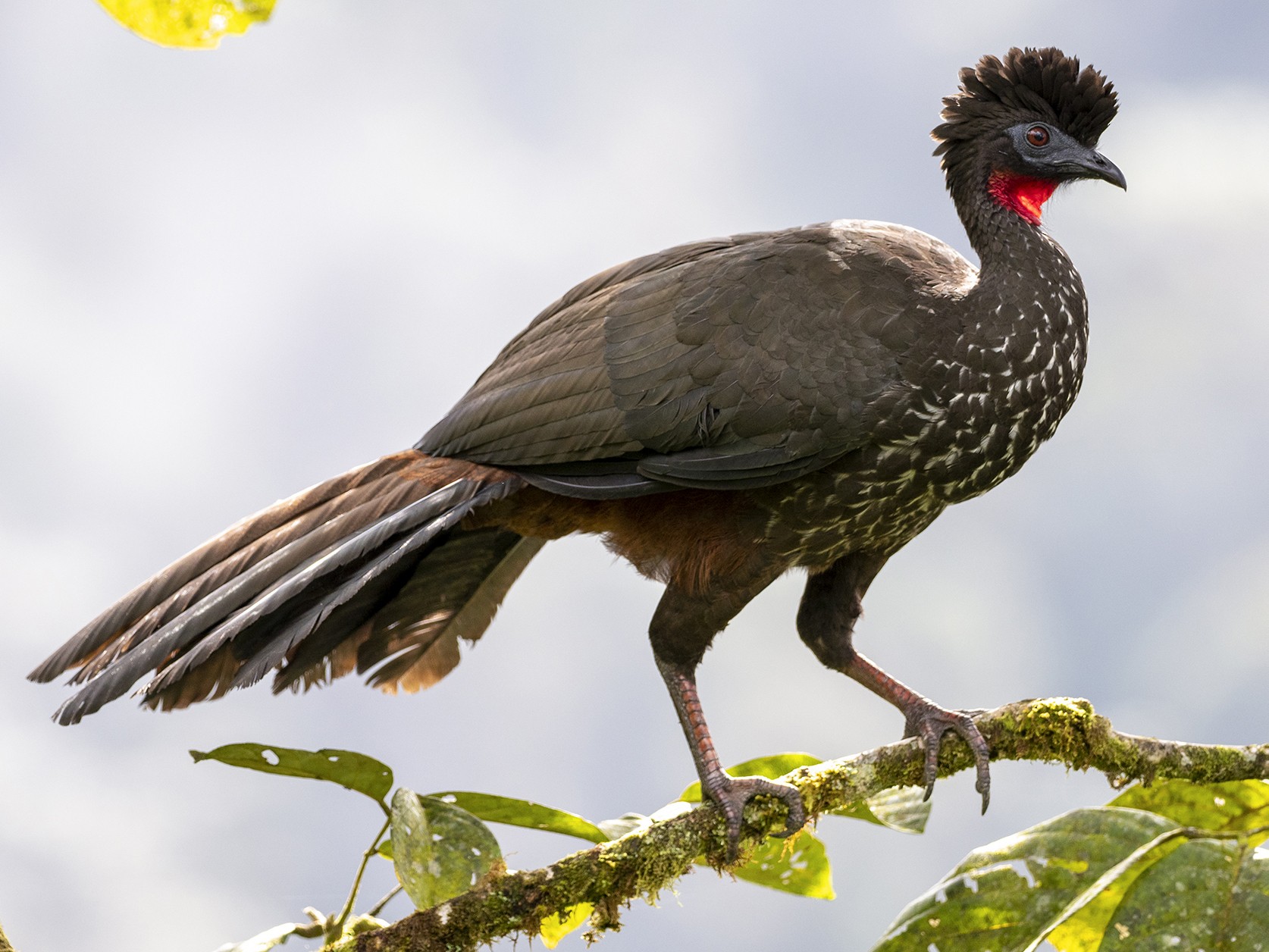 Crested Guan - Andres Vasquez Noboa - Tropical Birding Tours