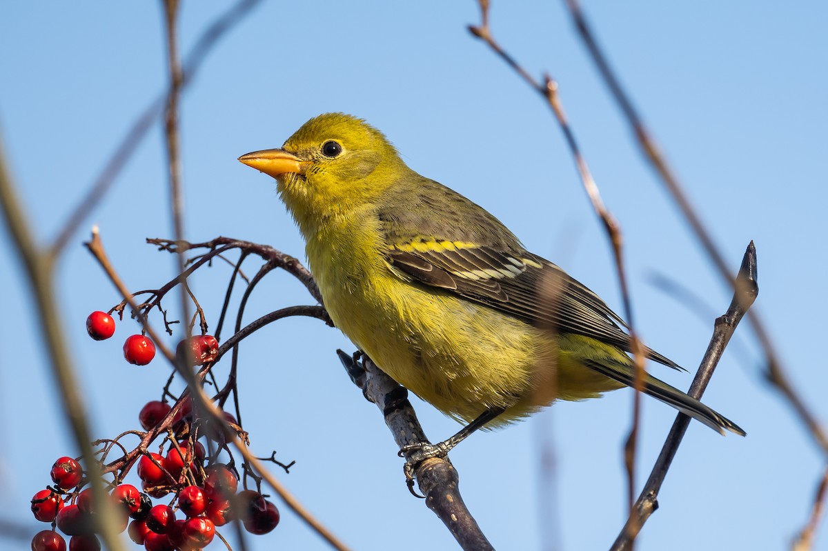 Western Tanager - Frank King