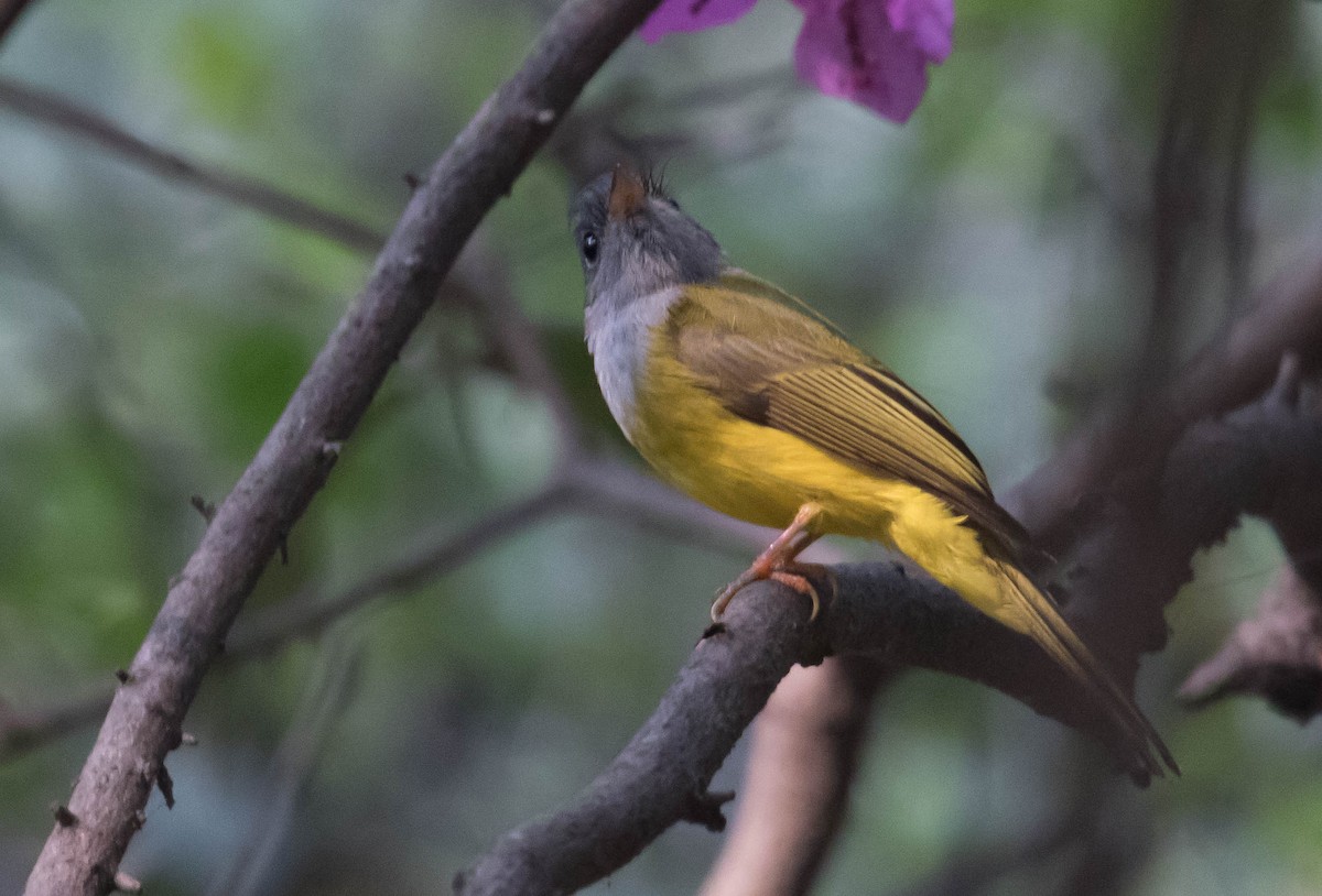 Gray-headed Canary-Flycatcher - Rajesh Kalra