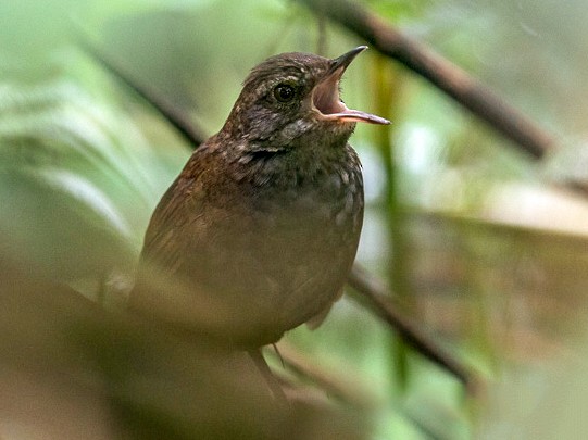 Long-tailed Bush Warbler - yann muzika