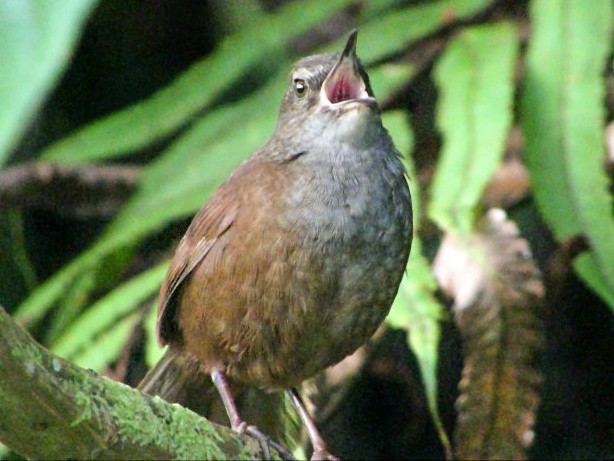 Long-tailed Bush Warbler - Wayne Gillatt