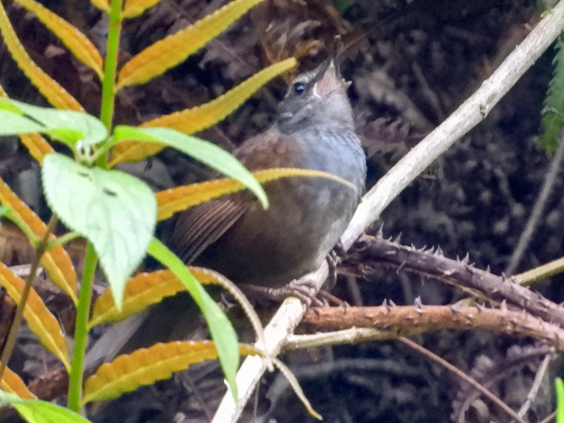 Long-tailed Bush Warbler - Catherine McFadden