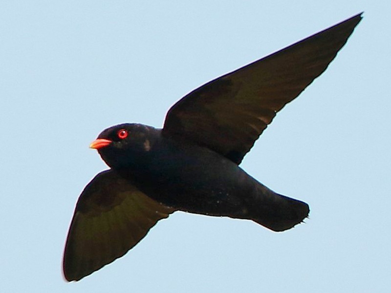 African River Martin - eBird