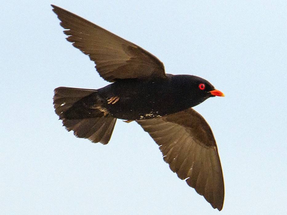 African River Martin - Niall D Perrins