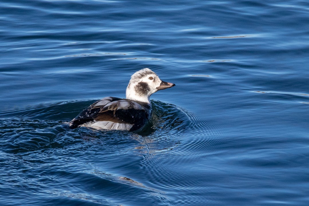 Long-tailed Duck - ML386937121