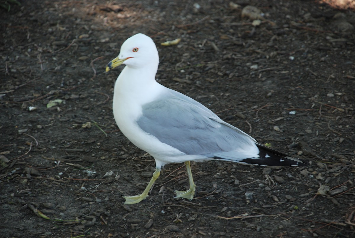 Ring-billed Gull - Tate Putman