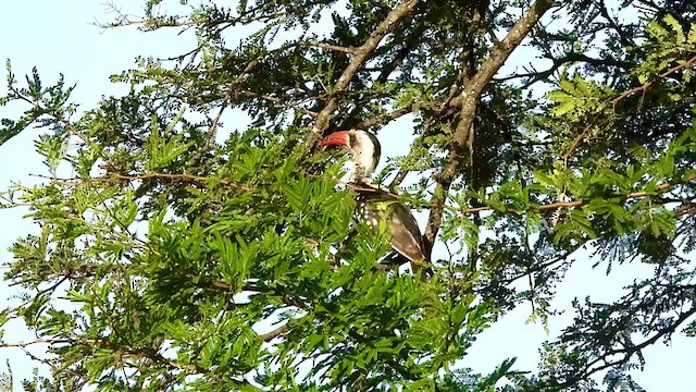 Tanzanian Red-billed Hornbill - ML386941301