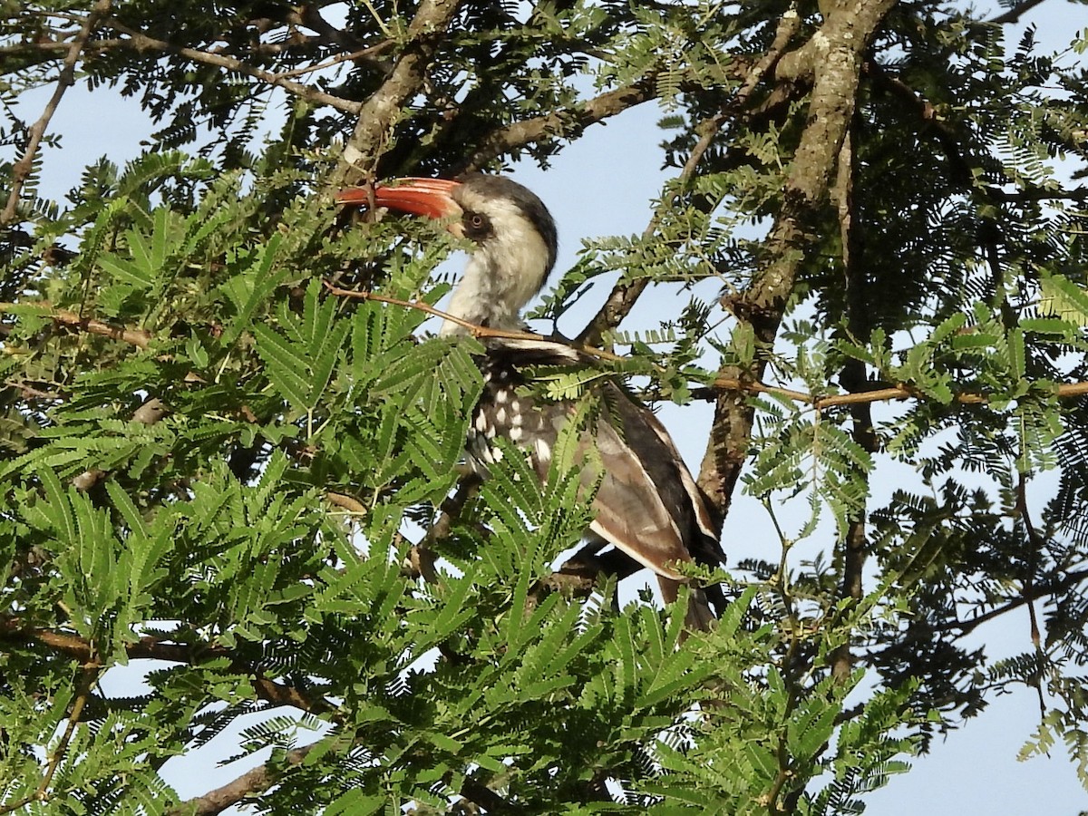 Tanzanian Red-billed Hornbill - ML386941411