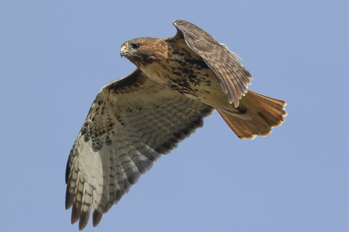 Red-tailed Hawk - Charmaine Anderson