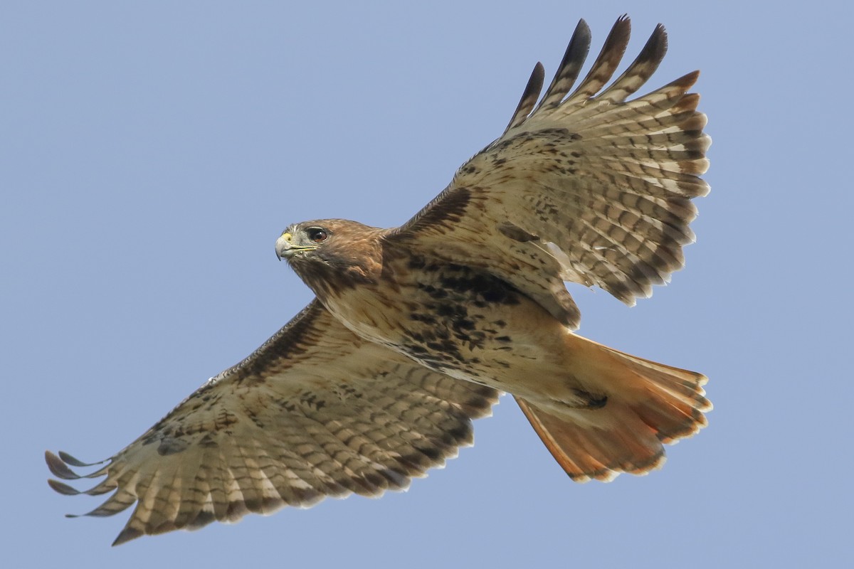 Red-tailed Hawk - ML38694171
