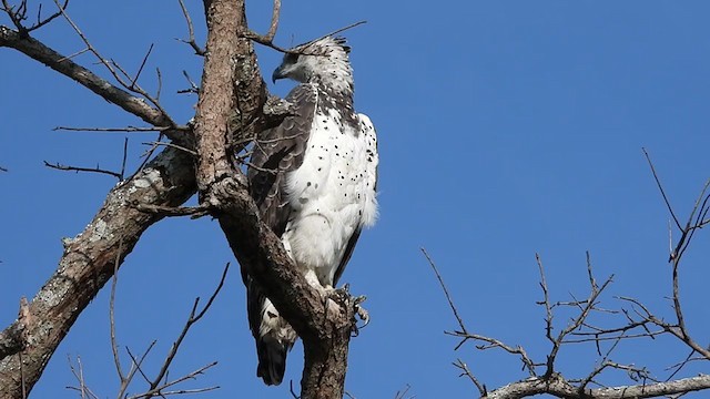ゴマバラワシ Ebird