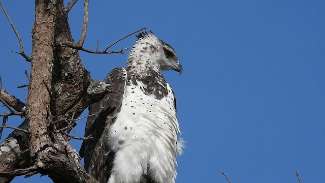 ゴマバラワシ Ebird