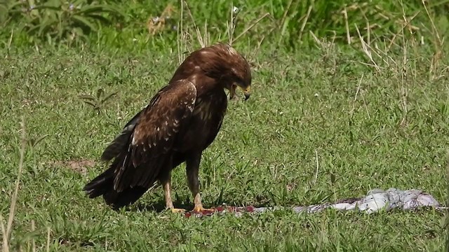 Lesser Spotted Eagle - ML386942071