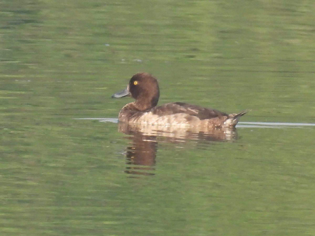 Tufted Duck - ML386945171