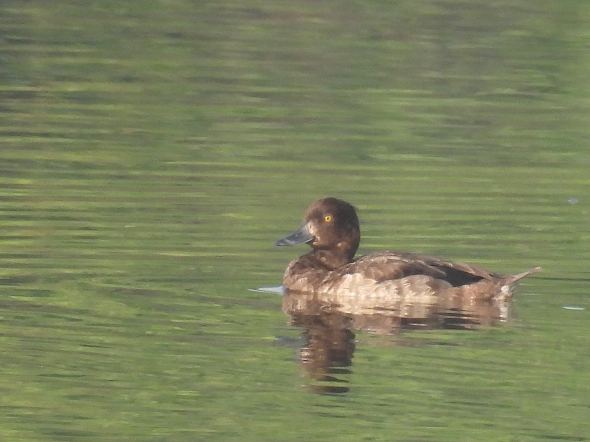 Tufted Duck - ML386945191