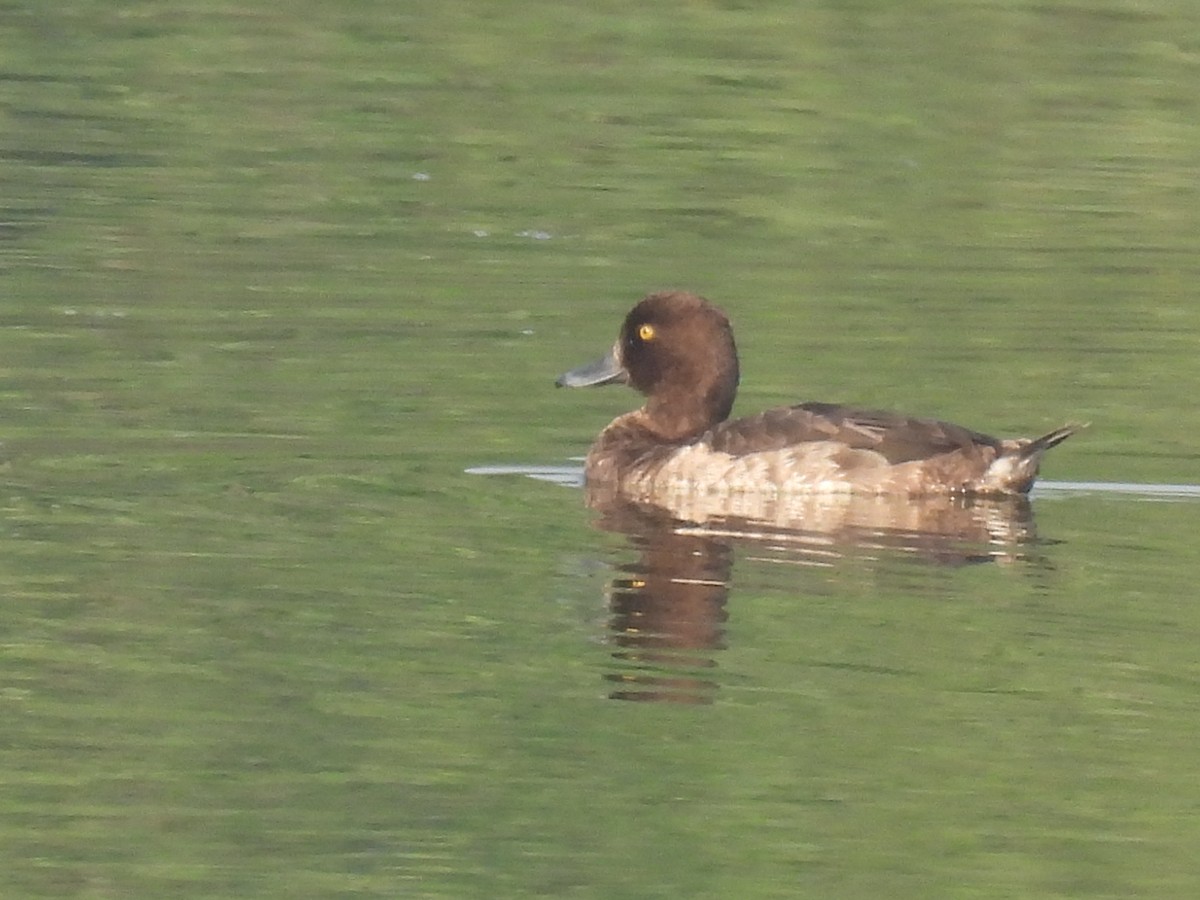 Tufted Duck - ML386945221